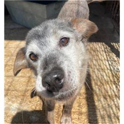 CAPACCIO - Cane - Microchip 380260041332493