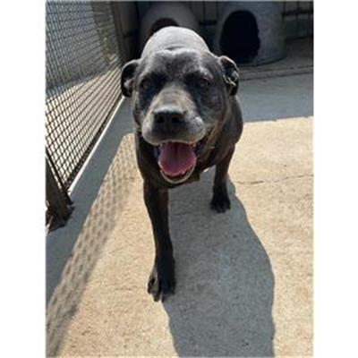 CAPACCIO - Cane - Microchip 380260041328307