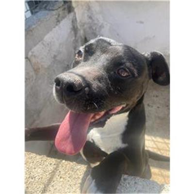 Quindici - Cane - Microchip 380260043231455