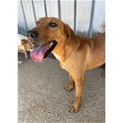 Sirignano - Cane - Microchip 380260044433170