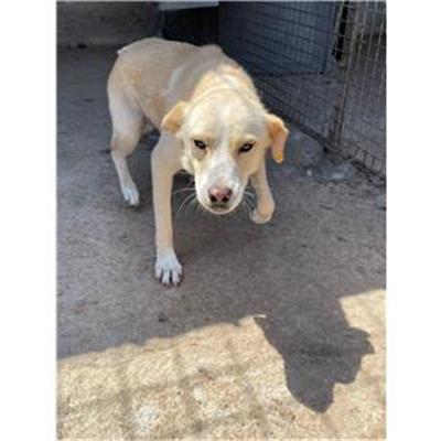 CAPACCIO - Cane - Microchip 380260044563460