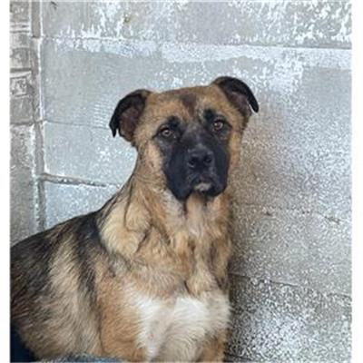 OLIVETO CITRA - Cane - Microchip 380260044619527