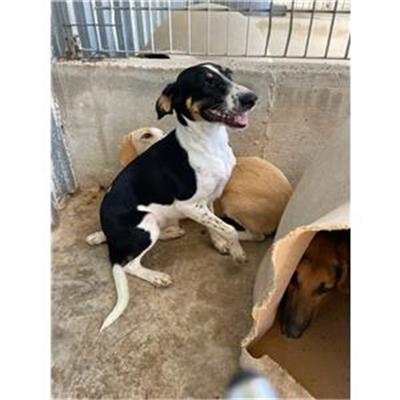 CAPACCIO - Cane - Microchip 380260170230048