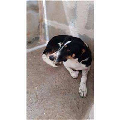 CAPACCIO - 380260170230048