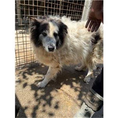 CAPACCIO - Cane - Microchip 380260170230058