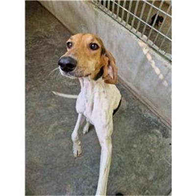 OLIVETO CITRA - Cane - Microchip 380260170236838