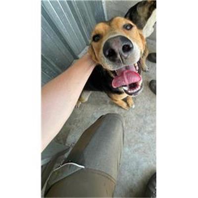 CAPACCIO - Cane - Microchip 380260170230753