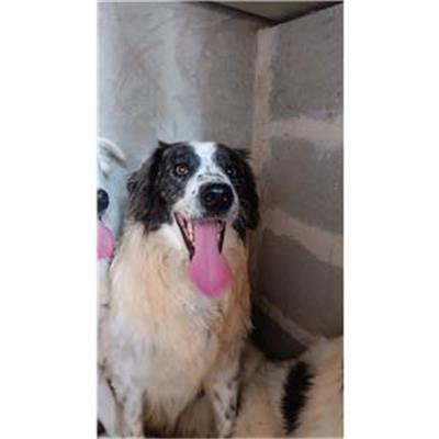 CAPACCIO - Cane - Microchip 380260170230155