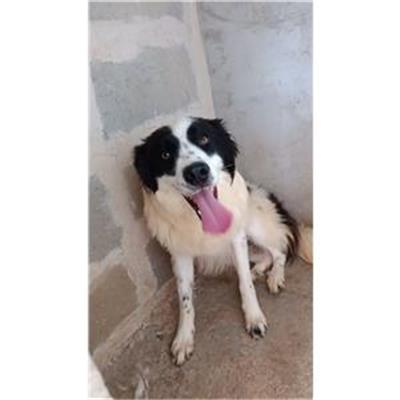 CAPACCIO - Cane - Microchip 380260170230151