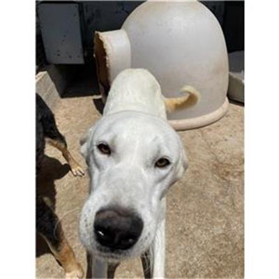 CAPACCIO - Cane - Microchip 380260170230156