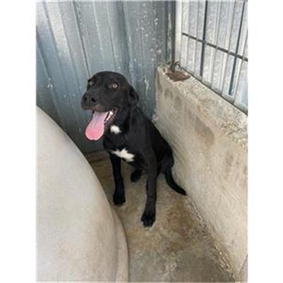 CAPACCIO - Cane - Microchip 380260170230153